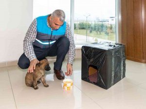 Donmak Üzere Olan Yavru Köpeği Maski̇ Personelleri Kurtardı