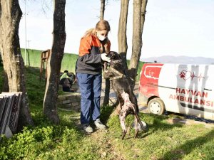 “Yasaklı Irk” Köpekleri Terk Edenler 30 Bin Tl Ödeyecek