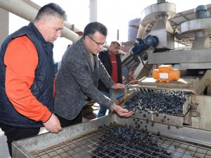 Alaşehir’de Üzüme Alternatif Zeytin Üretimi Hızla Artıyor