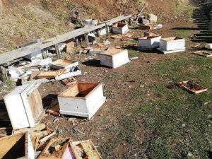Artvin’de Kış Uykusuna Yatmayan Ayılar, Arı Kovanlarını Parçaladı