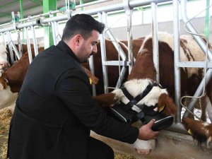 Sanal Gerçeklik Gözlüğüyle İneklerin Süt Verimliliği Arttı