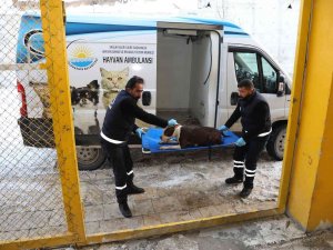 Van Büyükşehir Belediyesi Yasaklı Irk Köpekleri Ücretsiz Kısırlaştıracak