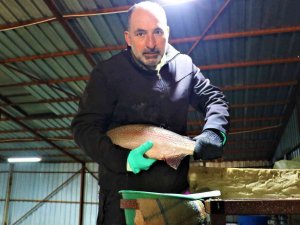 Sivas’tan Avrupa’ya Balık İhraç Ediliyordu, Üretim Azaldı