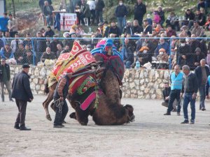 Bodrum’da Deve Güreşlerine Yoğun İlgi