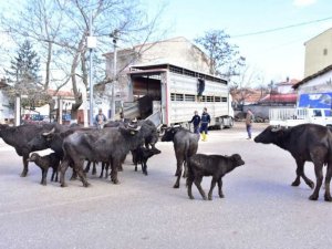 İ̇nönü’de Manda Kaymağı Ve Yoğurdunun Üretimine Büyük Destek