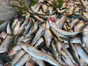 Bu Balık Pek Bilinmiyor Ama Mangalları Söndürüyor