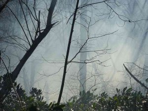 Ordu’da Orman Yangını