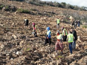 İ̇zmir’de Yanan Ormanlar Yeniden Yeşeriyor