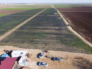 Devlet Eliyle Suyla Buluşan Topraklar, İhraçlık Çilek Yatırımını Getirdi