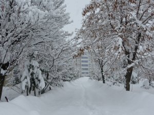 Bitlis’te 203 Köy Yolu Ulaşıma Kapandı