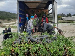 Manisa Ve Muğla’dan Azerbaycan’a Ceviz Ve Badem Fidanı İhracatı