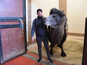 Burdur’da Deveye Katarak Ameliyatı