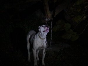 Yasaklı Cins Köpeği Bahçeye Bağlayıp Kaçtılar