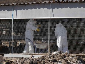 İ̇srail’de 18 Bin 700 Tavukta Daha Kuş Gribi Tespit Edildi