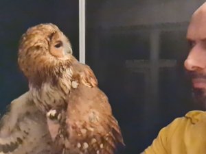 Evine Giren Baykuşu Önce Sevdi Sonra Doğaya Bıraktı