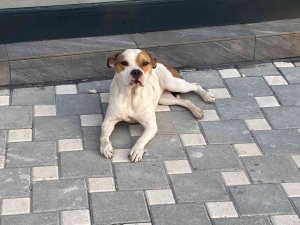 Adana’da 2021’de Sokağa Bırakılan 70 Yasaklı Köpek Toplandı
