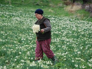 İ̇zmir’i Nergis Kokusu Sardı