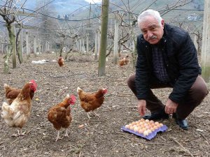 Fiyat Farkı Daraldı, Köy Yumurtasına Talep Arttı