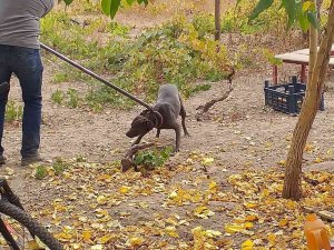 Tehlikeli Irk Köpek Besleyen 6 Kişiye 240 Bin Tl Ceza
