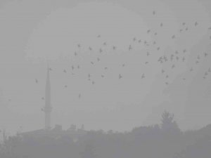 Araban’da Sis Hayatı Olumsuz Etkiledi