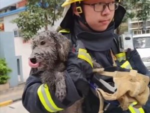 Alevlerden Kaçıp Balkona Sığınan Köpeği İtfaiye Kurtardı