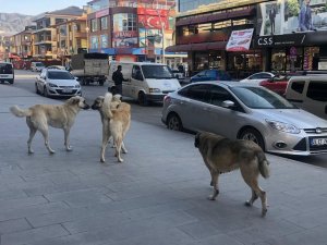 Erzincan’da Vatandaşlar Tehlike Saçan Sokak Köpeklerine Yönelik Tedbir Alınmasını İstiyor