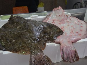 Sinop’ta Kalkan Balığının Kilosu 300 Tl’den Satılıyor