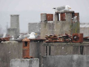 Kar Balkanlar’dan Girdi, Edirne’de Beklenen Kar Yağışı Başladı