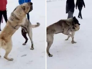 Kars’ta Köpek Dövüştüren 3 Kişi Yakalandı