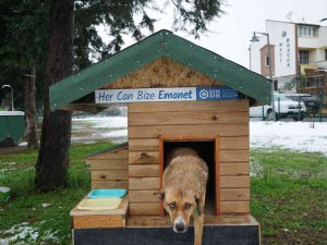 Altınordu’da Sokak Hayvanlarına 139 Ton Mama Dağıtıldı