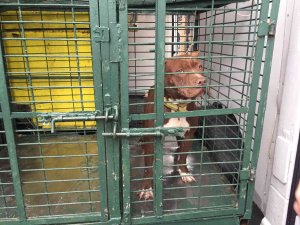 Adana’da Sokağa Atılan Pitbull Barınağa Götürüldü