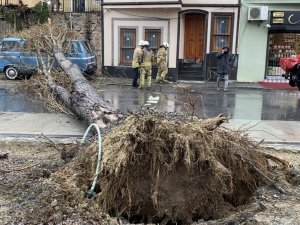 Balat’ta Şiddetli Rüzgar Nedeniyle Ağaç Yola Devrildi