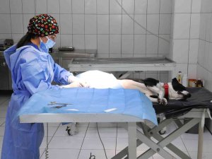 Van Büyükşehir Belediyesi Yasak Irkları Ücretsiz Kısırlaştırıyor