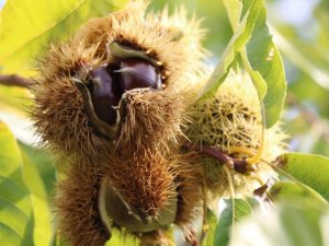 Orman Köylüleri Kestane Ve Defne Üretiminden 18,9 Milyon Tl Kazandı