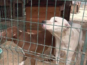 Hatay’da Yasaklı Irk Köpekler İçin Ücretsiz Kısırlaştırma Yapılıyor
