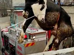 Terasta Mahsur Kalan İneği İtfaiye Vinçle Kurtardı