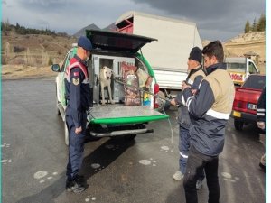 Başıboş Gezen Tehlikeli Irk Köpek Jandarma Tarafından Yakalandı