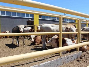 Sivas’ta 354 Projeye Tkdk Desteği