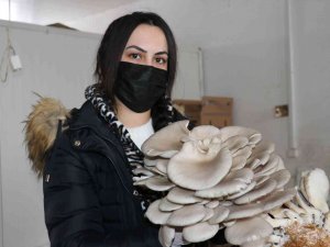 Van’da İstiridye Mantarına Yoğun İlgi