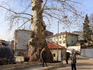 5 Asırlık Çınar Ağacı Mahallenin Sembolü Haline Geldi