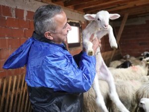 Samsun’da Yerel Irk Koyun Keçi Yetiştiricisine Destek