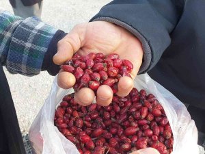 Dağlardan Gelen Şifa Kaynağı; Kuşburnu