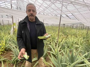 1 Dekarla Başladığı Aloe Vera Üretiminde Rekor Kazanç Sağladı
