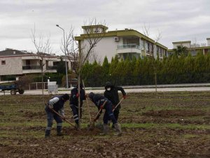 Yunusemre Belediyesi Muradiye’yi Ağaçlandırıyor