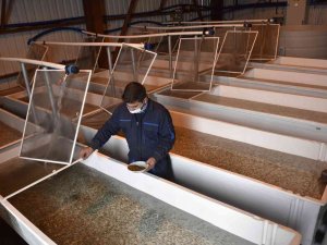 Büyükşehir’den Yeni Bir Hamle Yatırım Daha: Yavru Alabalık Üretim Tesisi