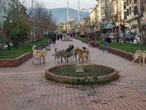 Tosya’da 17 Yasak Irklı Köpek Kayıt Altına Alındı