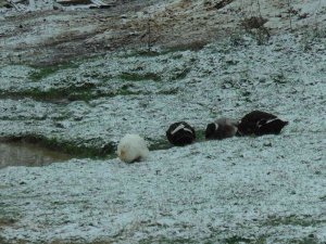 Kartal Aydos’ta Kar Yağışı Başladı, Tadını Ördekler Çıkardı