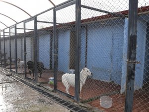 Erzincan’da 340 Başıboş Sokak Köpeği Toplandı