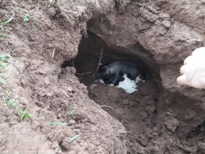 Göçük Altında Kalan Yavru Köpekleri İtfaiye Kurtardı