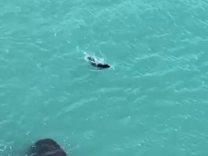 Falezlerde Gördükleri Akdeniz Fokuna Islıkla Seslendiler
